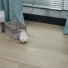 Каменный ламинат SPC Steinholz Element STH068E Вайзе